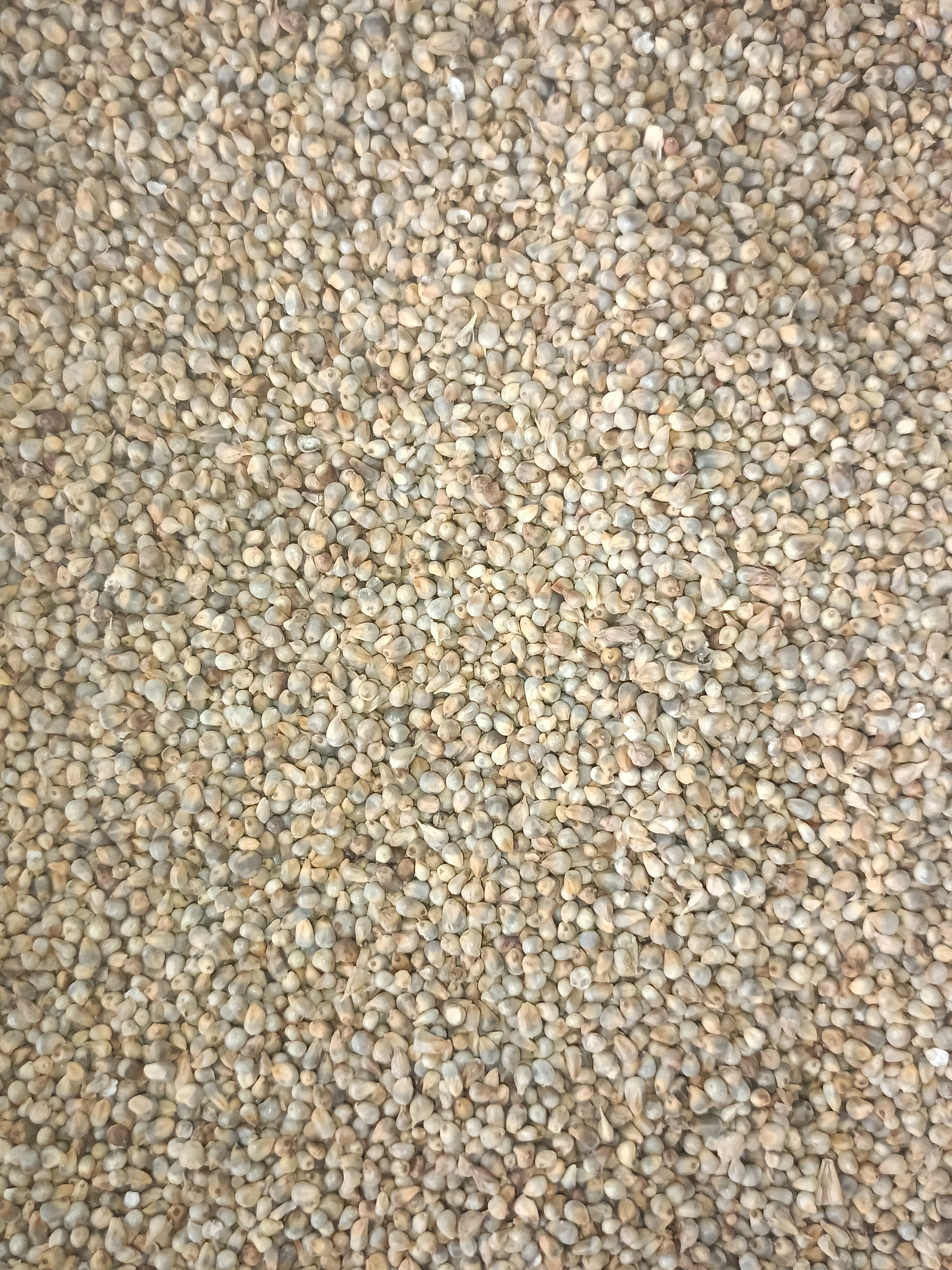 Bajra